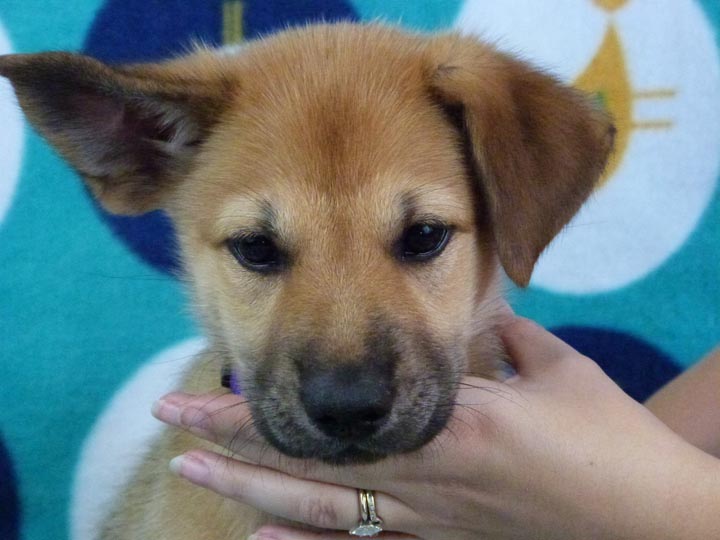 chinook puppy